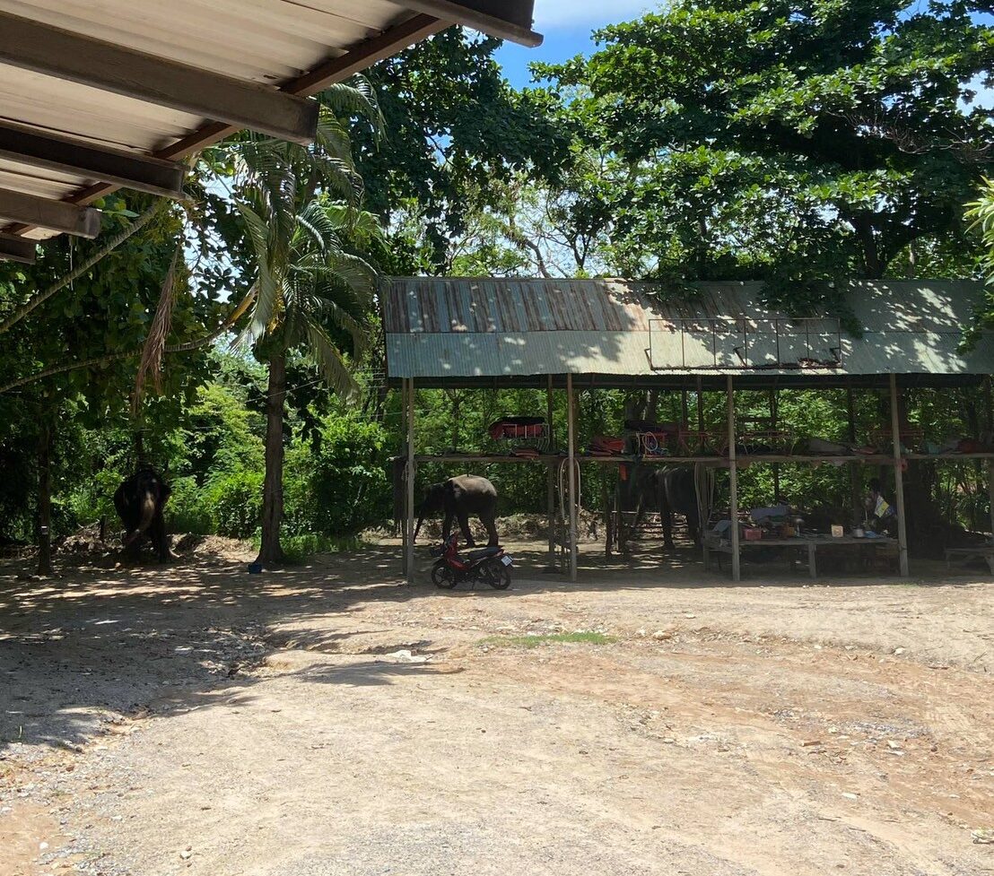 🐘 สัมผัสประสบการณ์ใกล้ชิดช้างไทยที่หมู่บ้านช้างหัวหิน🌿